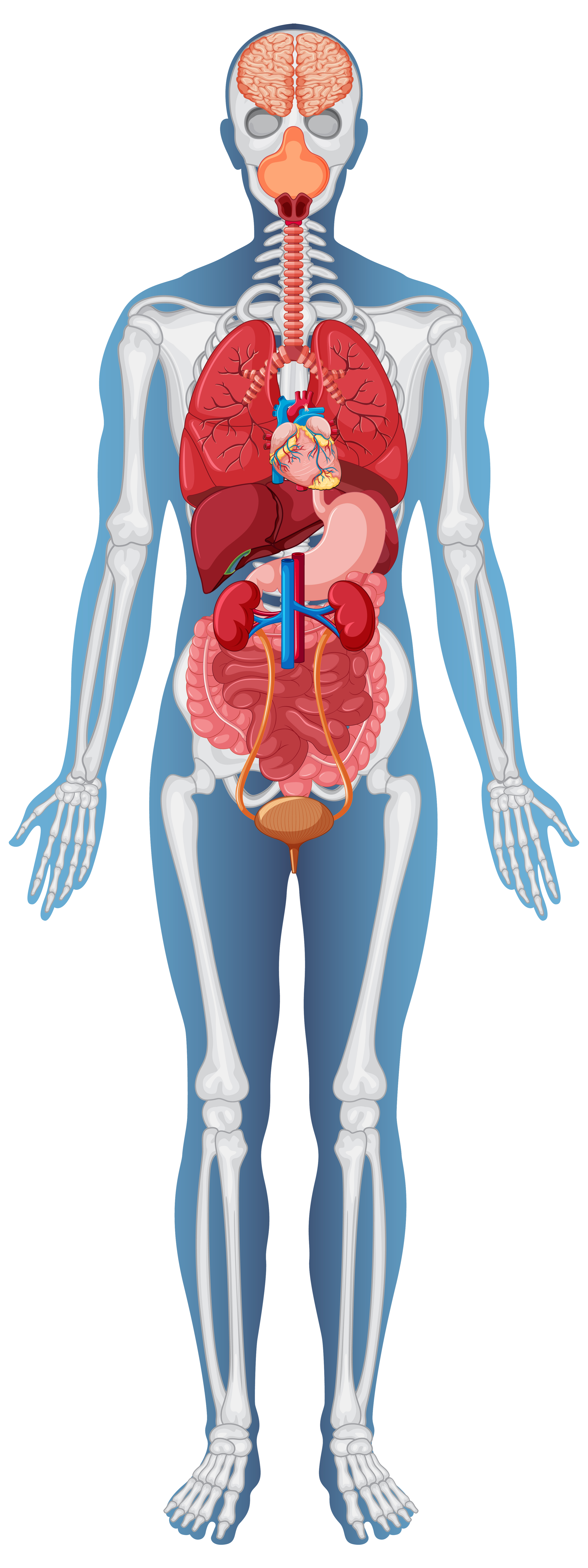 Menschliche Anatomie